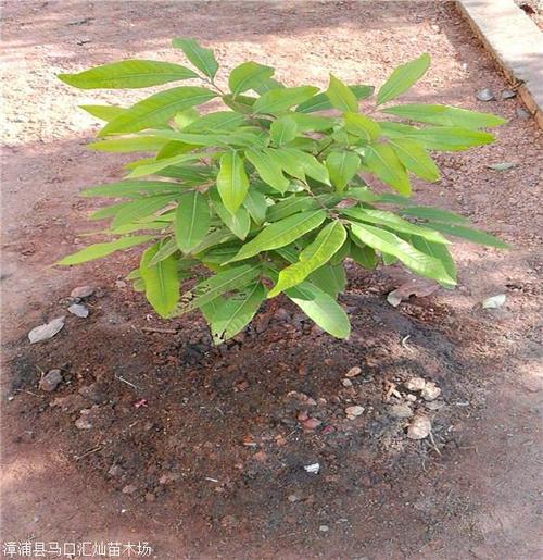 江苏 龙眼树小苗 龙眼树价格 优惠批发