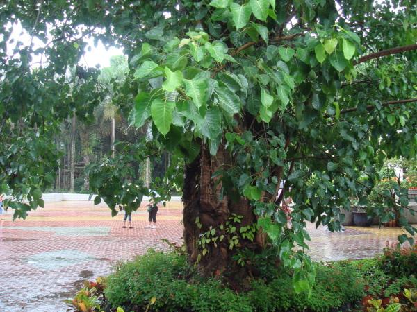 彩云之南-西双版纳之曼听公园