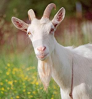 羊. 分析:羊身上一般毛发都是白的,又有山羊胡子一说,很象暮年的老人.