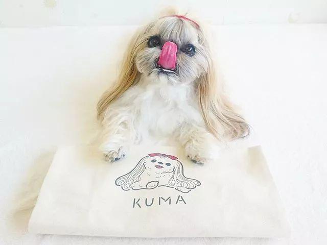 日本网友家狗发量超多,能hold住各种发型,是个精致的女孩子了!_kuma