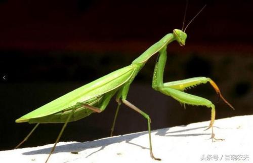 常见昆虫常见昆虫图片
