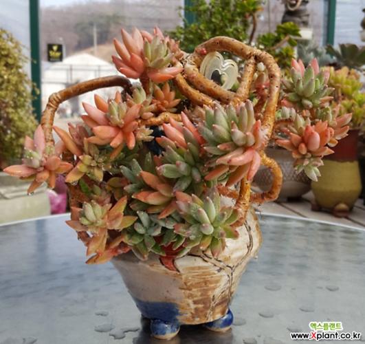 多肉植物杜里万莲极品老桩