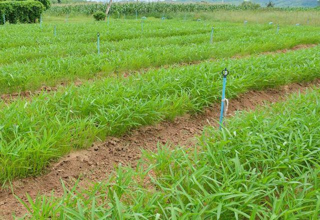 想要保证空心菜正常生长,应该注意这些要点,掌握相关技术