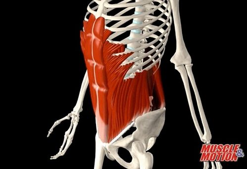 腹外斜肌也可以帮助 脊柱的旋转.