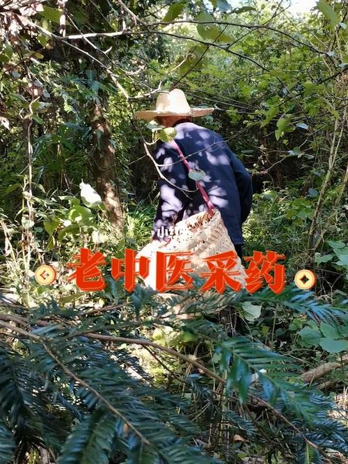 80多岁老中医上山采药_上山采药怎么样_癌症_抗癌_癌症肿瘤_医疗健康
