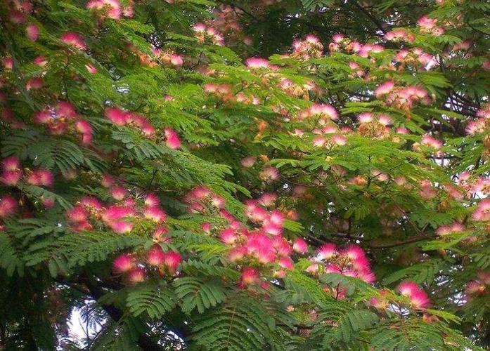 路旁那棵绒线花树