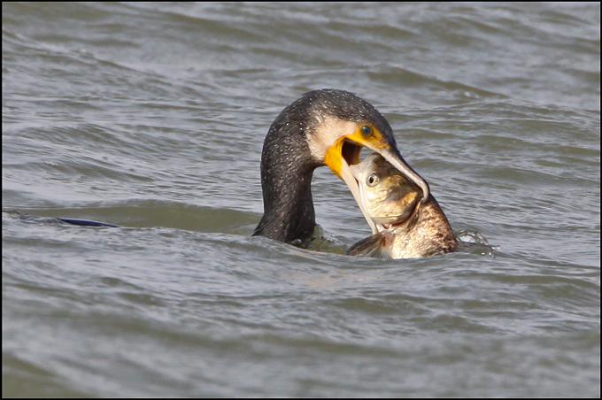 鸬鹚吞鱼
