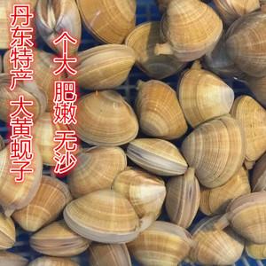 丹东东港特产鲜活大黄蚬子大个头( 四斤装118元 顺丰包邮)