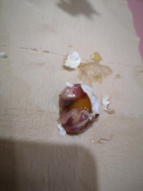 玄凤蛋孵化第二十三天剥开后
