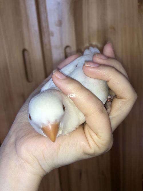 超大疑惑,这到底白闪还是白桃吖