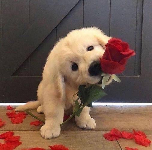 请投喂我小狗图片吧最好是像龚俊那种