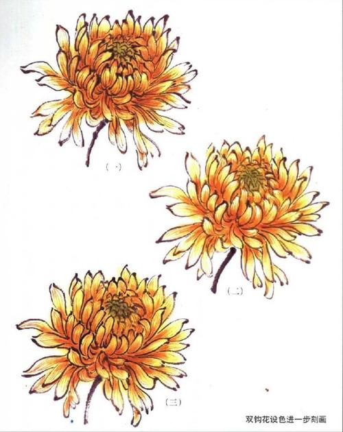 国画教程菊花大雨花的画法解析