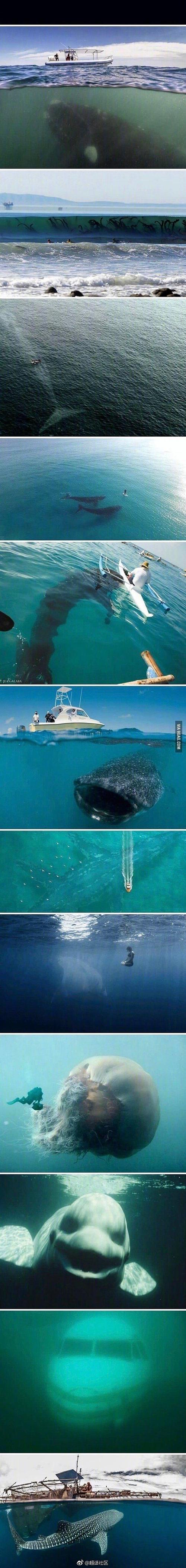 深海恐惧症者慎入!婊贝有强心脏的可以看看