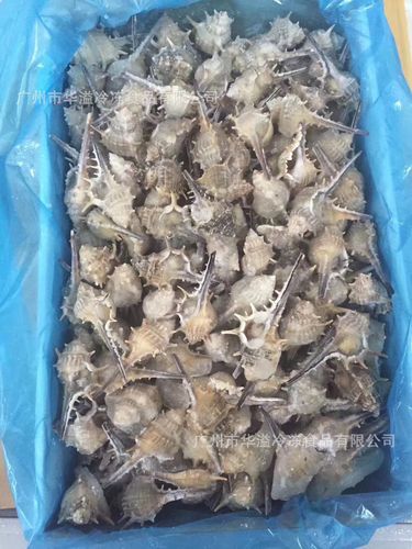 冷冻玫瑰螺 10斤/箱 广州批发自助餐食材速冻刺螺 海螺玫瑰螺