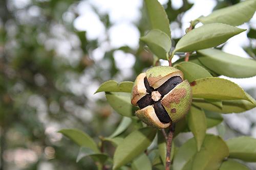 山茶籽