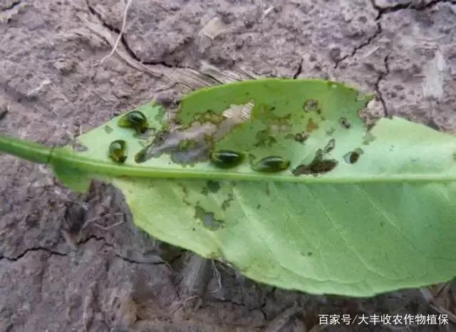 黄蓟马