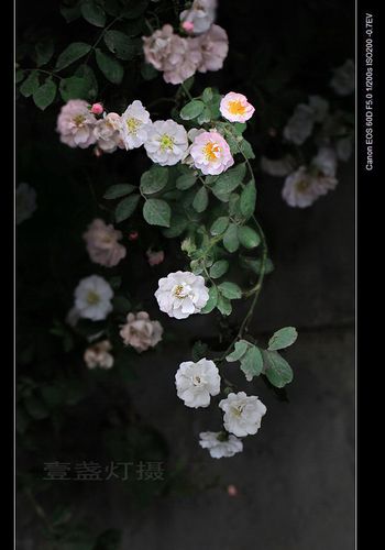 【蔷薇花摄影图片】生态摄影_太平洋电脑网摄影部落
