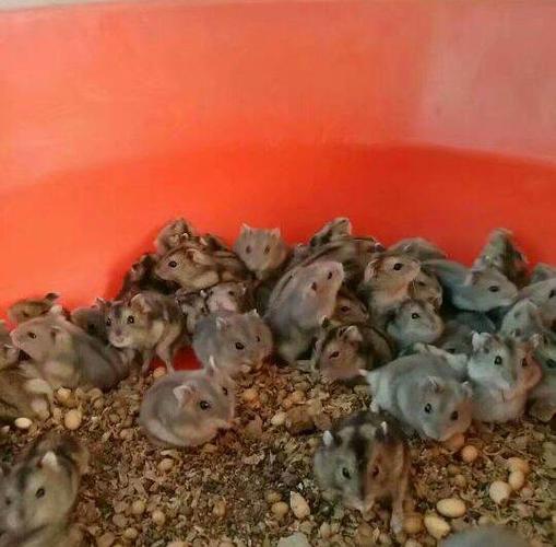 临沂蛋蛋仓鼠养殖场直销,临沂""仓鼠养殖基地欢迎新老顾客光临选购