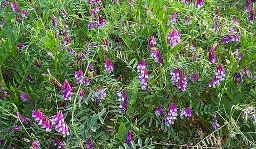 正文   比如常见的紫云英,苕子等.