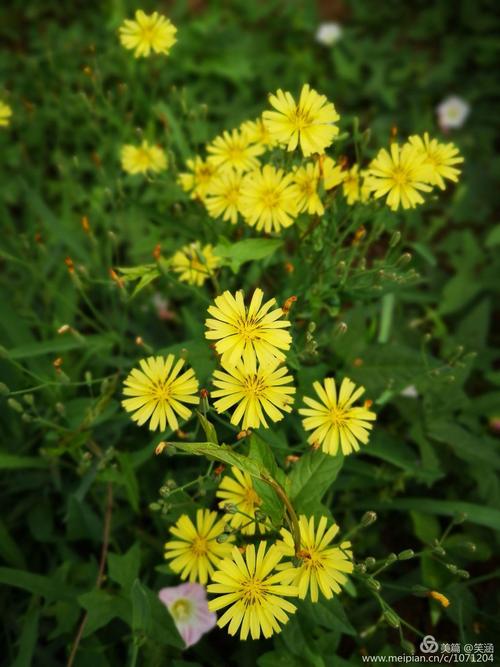 苦菜花开遍地黄