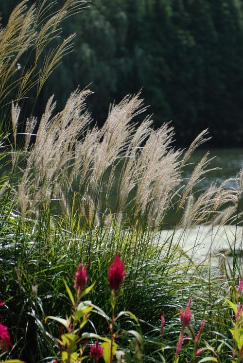 九月的初秋,一扫酷暑里的闷热,好象一下有了秋高气爽的感觉.