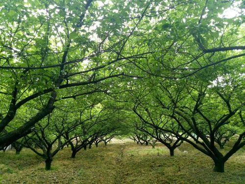 3-35公分青梅大树