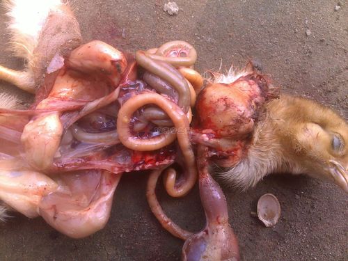 看看我的小鸡怎么死的?