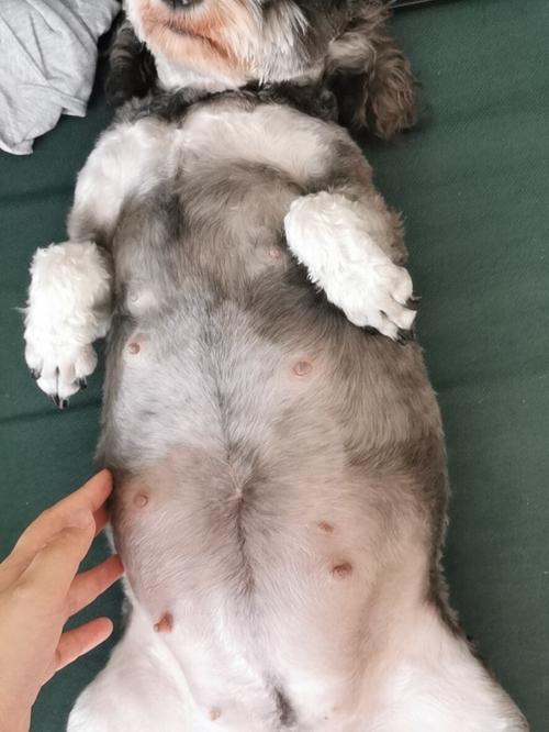 我家狗子怀孕第45天啦,真的忍不住想记录她的变化.