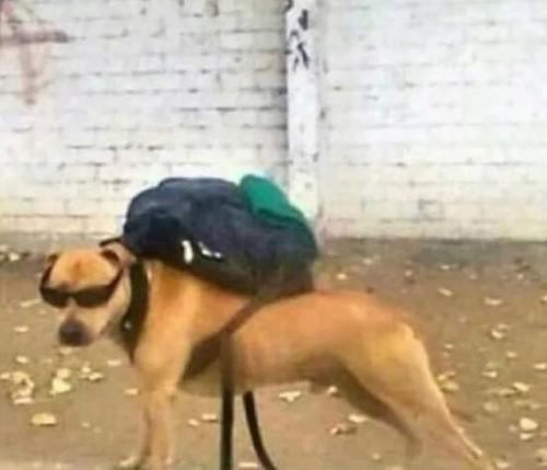 一个舔狗的自我修养:每一个回应都难能可贵,所以加倍