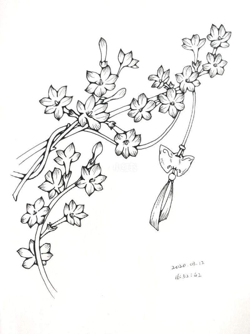 线描临摹 -立春-迎春花