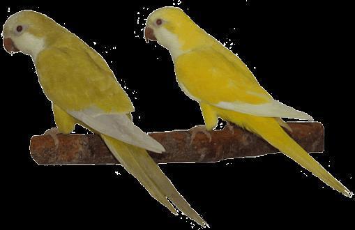 每只价值10000元广东男子饲养和尚鹦鹉被抓中国能养什么鹦鹉