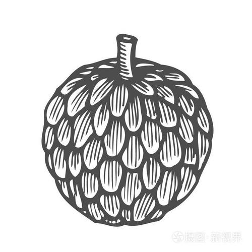 手绘蛇麻草-单色矢量图插画-正版商用图片0qycld-摄图新视界