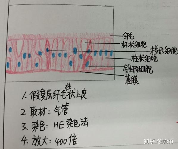 假复层纤毛柱状上皮