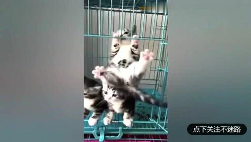 猫咪玩单杠不过瘾,竟然骑猫