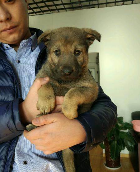 精品纯种双血统昆明犬(狼狗),昆明警犬基地警犬后代