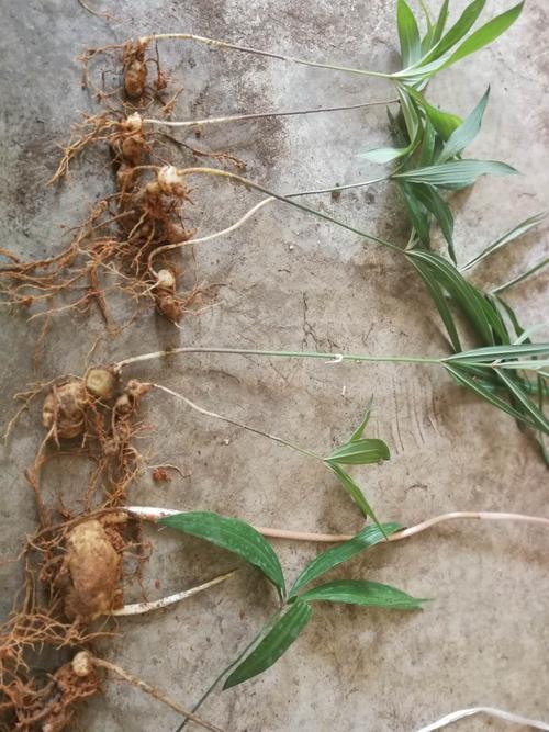 黄精的功效与食用方法