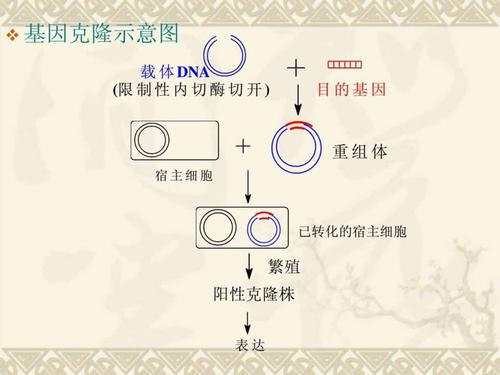 重组质粒构建ppt课件