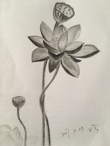 手绘荷花图 - 知乎