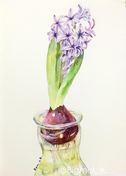 第一次买的这个风信子种球养的,开花后,画下了它的样子