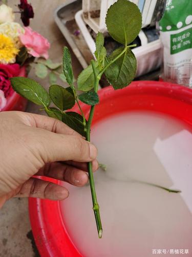 图解月季扦插——简单易学只需五步!