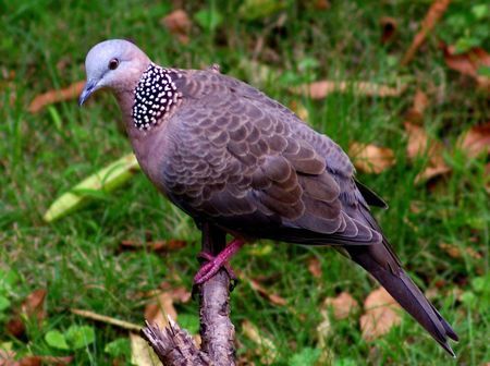 斑鸠怎么分辨雌雄