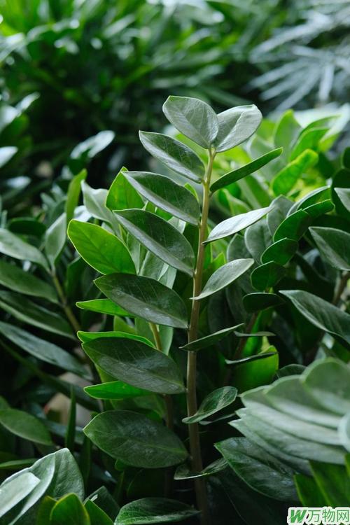 金钱树怎么养会开花吗