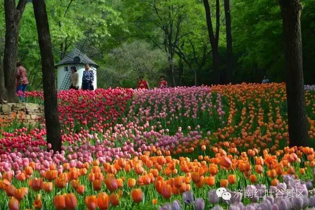 泉城公园的郁金香