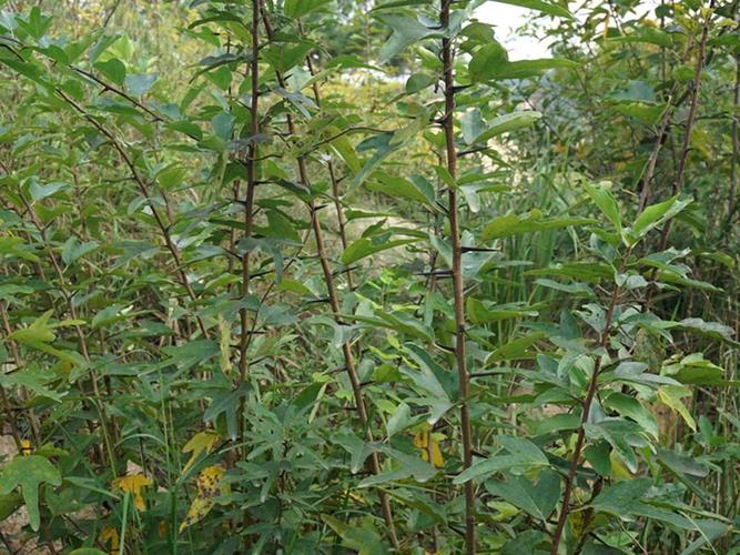 柘树,皇帝,泡酒,农村,柘果,木材