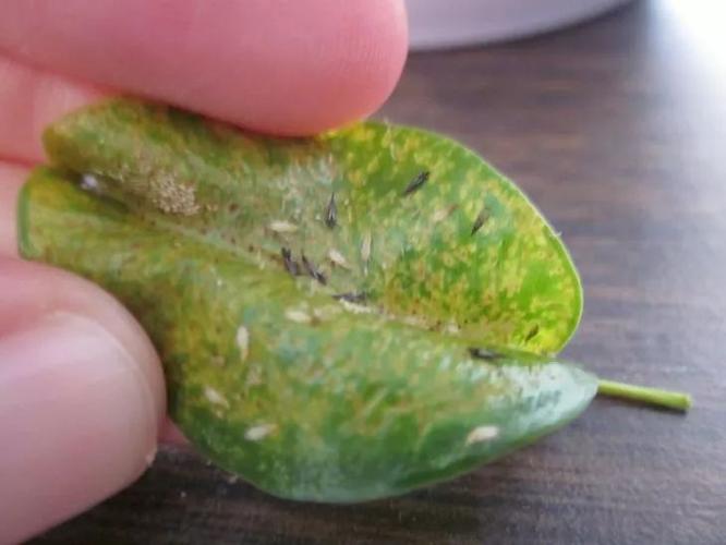 净化空气效果非常棒的小叶榕,养在家里变成好看的盆景