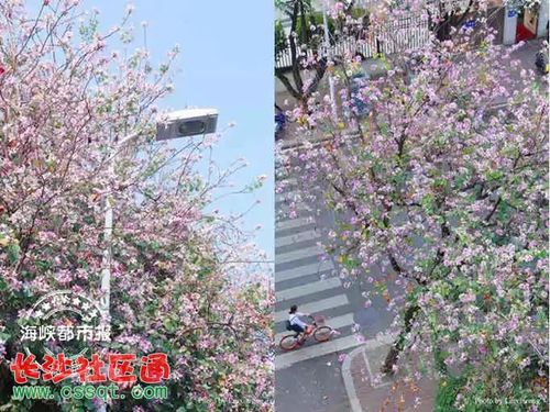 福州工业路"羊蹄甲"2018年或再移走几十棵!"最美花街"