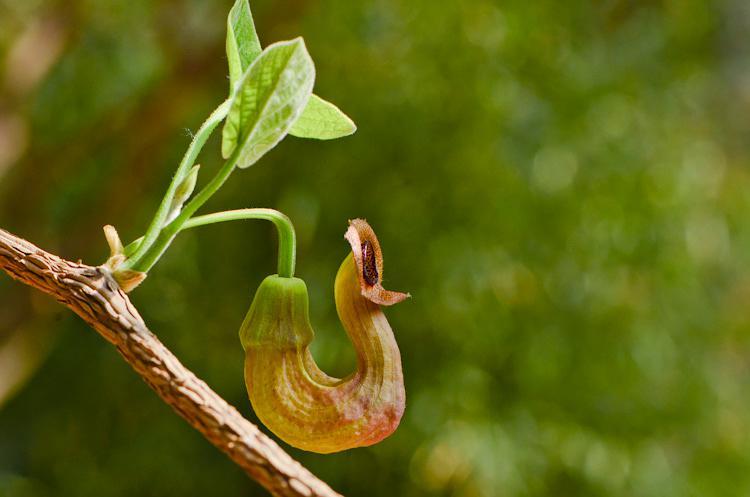 2014-4-7.木通马兜铃 aristolochia manshuriensis.
