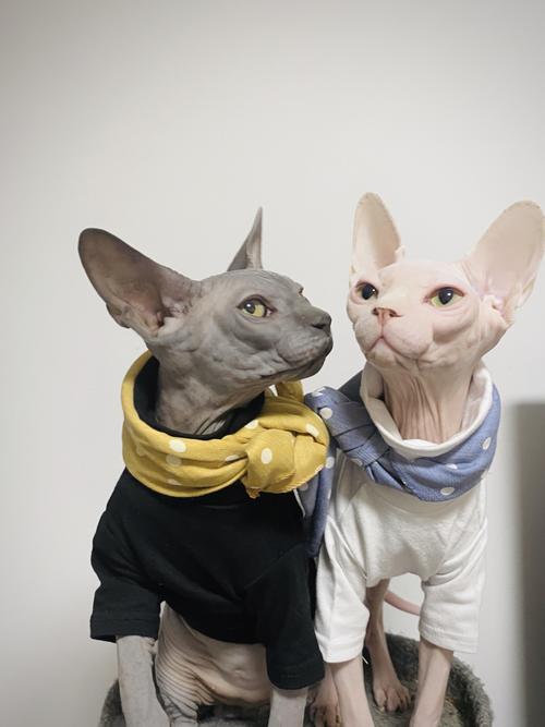 卡通版斯芬克斯无毛猫_卡通_男朋友_斯芬克斯无毛猫_宠物_猫