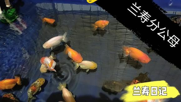 兰寿金鱼如何分辨公母鱼?跟大家分享一种看游姿和体型的分辨方法