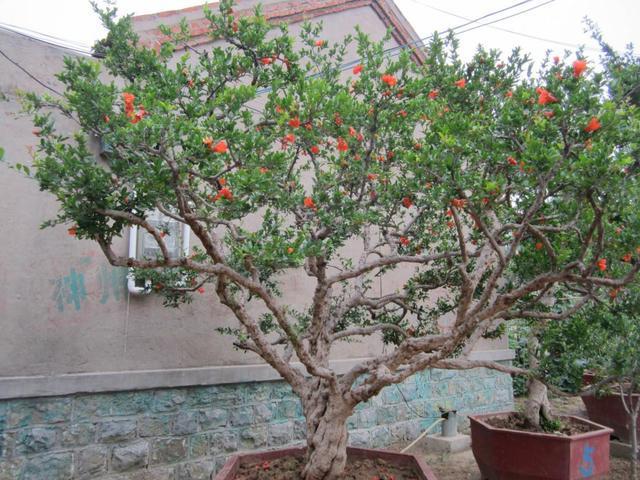 这就使得一些果农发现了这个商机,开始大面积地栽种石榴树.